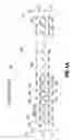 Fig. 09 - Local self-boost inhibit scheme with shielded word line