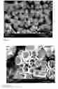 Fig. 09 - Hydroxyapatite with controllable size and morphology