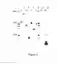 Fig. 06 - Polypeptides having an activity in the MTBE degradation path and uses thereof