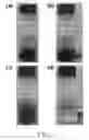 Fig. 08 - Magnetic core—ceramic shell nanocrystals and manufacturing method thereof