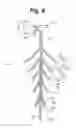 Fig. 12 - Visible perception of brightness in miniature bulbs for an ornamental lighting circuit