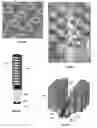 Fig. 07 - Electrochemically Fabricated Microprobes