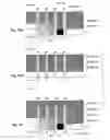 Fig. 23 - UV inkjet printing of vision control panels