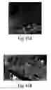 Fig. 48 - Methods and apparatus for 3D surface imaging using active wave-front sampling