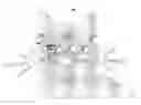 Fig. 01 - PET EYE CORRECTION