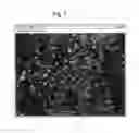 Fig. 06 - Quantitative, multispectral image analysis of tissue specimens stained with quantum dots