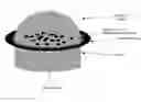 Fig. 01 - CHEMOREPULSION OF CELLS