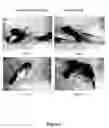 Fig. 07 - NANOSILVER-CONTAINING PRESERVATION ARTICLES, AND THE PREPARATION PROCESS AND THE USES THEREOF