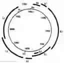 Fig. 01 - ANTI-HUMAN PAPILLOMAS VIRUS TOPICAL COMPOSITION