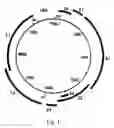 Fig. 02 - ANTI-HUMAN PAPILLOMAS VIRUS TOPICAL COMPOSITION