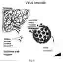 Fig. 03 - ANTI-HUMAN PAPILLOMAS VIRUS TOPICAL COMPOSITION