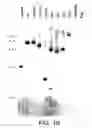 Fig. 03 - Growth Differentiation Factor-8