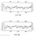 Fig. 14 - Growth Differentiation Factor-8