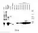 Fig. 16 - Growth Differentiation Factor-8