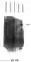 Fig. 19 - Growth Differentiation Factor-8
