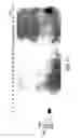 Fig. 20 - Growth Differentiation Factor-8