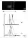 Fig. 06 - Oriented Zeolite Material and Method for Producing the Same