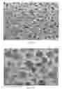 Fig. 07 - Modified porous materials and method of forming the same