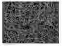 Fig. 01 - Composite porous membrane and method for producing the same