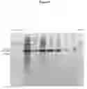 Fig. 15 - COMPOSITIONS AND METHODS FOR PROTEIN ISOLATION
