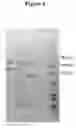 Fig. 16 - COMPOSITIONS AND METHODS FOR PROTEIN ISOLATION