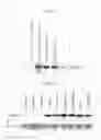 Fig. 06 - Human Protooncogene and Protein Encoded Therein