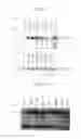 Fig. 21 - Human Protooncogene and Protein Encoded Therein