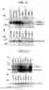 Fig. 23 - Human Protooncogene and Protein Encoded Therein