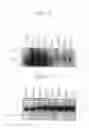 Fig. 24 - Human Protooncogene and Protein Encoded Therein