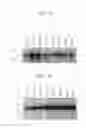 Fig. 25 - Human Protooncogene and Protein Encoded Therein