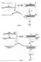Fig. 02 - Detection Of Nucleic Acids By Target-Catalyzed Product Formation