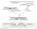 Fig. 01 - Method for assessing sensitivity of a rice blast fungus to a scytalone dehydratase inhibitor