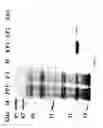 Fig. 06 - Monomeric streptavidin muteins
