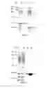 Fig. 10 - Monomeric streptavidin muteins