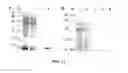 Fig. 11 - Monomeric streptavidin muteins