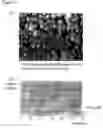 Fig. 04 - Enzymatic assay for LSPR
