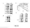 Fig. 11 - Enhancement of Th2-Dependent and Inflammatory Response