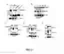 Fig. 12 - Enhancement of Th2-Dependent and Inflammatory Response