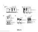 Fig. 13 - Enhancement of Th2-Dependent and Inflammatory Response