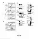 Fig. 19 - Enhancement of Th2-Dependent and Inflammatory Response