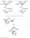 Fig. 02 - Process For Producing Dipeptides or Dipeptide Derivatives