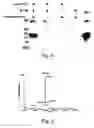 Fig. 04 - Glycoprotein synthesis