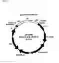 Fig. 10 - Degradable clostridial toxins