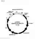 Fig. 11 - Degradable clostridial toxins