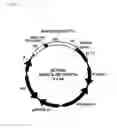 Fig. 12 - Degradable clostridial toxins