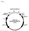 Fig. 13 - Degradable clostridial toxins