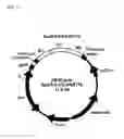 Fig. 14 - Degradable clostridial toxins
