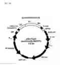 Fig. 15 - Degradable clostridial toxins
