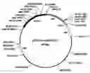 Fig. 01 - Methods for Obtaining Optically Active Glycidyl Ethers and Optically Active Vicinal Diols from Racemic Substrates