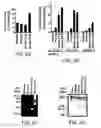 Fig. 06 - Modified enteropeptidase protein